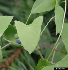 Maybe you would like to learn more about one of these? Mile A Minute Vine Vermont Invasives