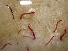 Tiger worm toilets (twts), sometimes known as tiger toilets or vermifilter toilets, contain composting. Control Red Worms And Midge Flies In Wastewater