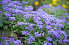 Here are all of the perennials we offer for hardiness zone 7: 5 Late Summer Blooms For Zone 7 P Allen Smith