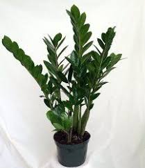 Pin On Container Gardening