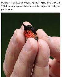 14 unbelievably tiny animals you never even knew existed pet birds pretty birds colorful birds