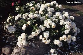 Kordes & sons, 2002 г. Rosa Lions Rose Gartenbaumschule Lieven In Wolfsburg