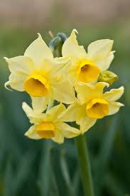 Daffodil Narcissus Avalanche Of Gold A Division 8 Tazetta Variety Mid February Narcissus Daffodils Flowers