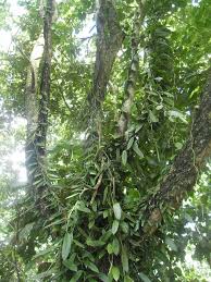 Image result for Vanilla planifolia