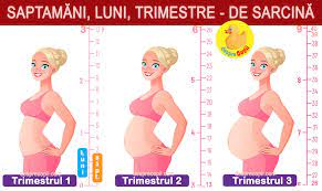 Niciun copil nu poti sa nasti in asa scurt timp. Cat Dureaza Sarcina In Zile Saptamani Luni Si Trimestre Si Cum Poti Calcula Cel Mai Bine Data Nasterii Desprecopii Com