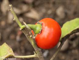Image result for Solanum aethiopicum