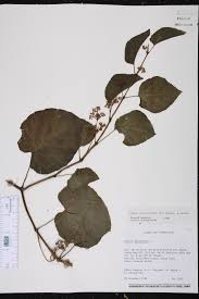 Image result for Cissus faucicola