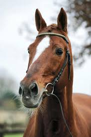 Image result for Grevea