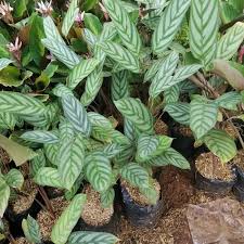 Plants4sale brings together offers of rare and collectible plants from specialist plant growers from south africa in one easy to use site. Ornamental Plant Calathea Ctenanthe Setosa Silver Shopee Malaysia