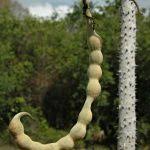 Image result for Erythrina madagascariensis