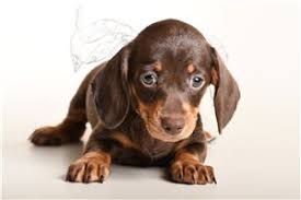 Application click here to apply for one of our dogs. Mini Dachshund Puppies For Sale From Reputable Dog Breeders