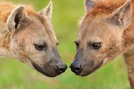.what are male and female animals called? How Can You Tell A Female Animal From A Male