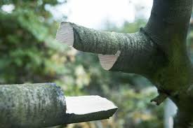 For limbs less than an inch in diameter for people with stronger grips and less than 3/4 of an inch for most people a pole pruner is an excellent option. How To Limb A Tree Husqvarna Chainsaw Academy