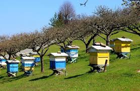 Ευρωπαϊκή Επιτροπή: Αυξάνει τη στήριξη στον μελισσοκομικό τομέα