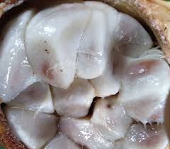 Image result for Cola clavata