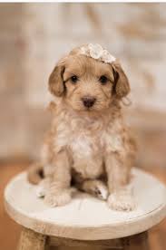 Są wesołe, przyjazne i łatwo się uczą. Caramel Australian Labradoodle Puppy Australian Labradoodle Puppies Labradoodle Puppy Australian Labradoodle