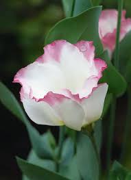 Image result for eustoma Balboa
