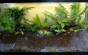 How To Make A Plant Terrarium Fish Tank Terrarium Large Terrarium Succulent Terrarium