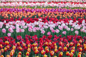 Rote, gelbe, pinke, violette, orangefarbene und weiße…. Fruhlingszauber Tipps Zur Tulpenblute In Holland Paradise Found De