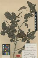 Image result for Antidesma membranaceum