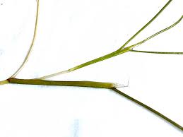 Image result for Stuckenia