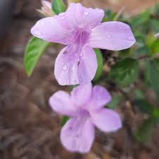 Image result for Barleria eylesii