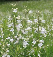 Image result for Penstemon