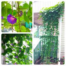 Bunte pflanzenwände wie morning glory und blackeyed susan vine bieten farbenfrohe pflanzenwände wie morning glory und blackeyed susan vine bieten ausreichend. Diy Project Morning Glory Privacy Screen The Craft So Long To Learn