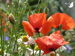 This year ′′ poppies et bleuet, what a beautiful bouquet! only on the website of the bookstore of le bleuet. Coquelicots Bleuets Marguerites Mon Jardin Du Bonheur