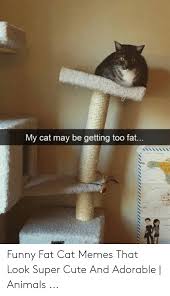 My Cat May Be Getting Too Fat Funny Fat Cat Memes That Look Super Cute And Adorable Animals Animals Meme On Me Me