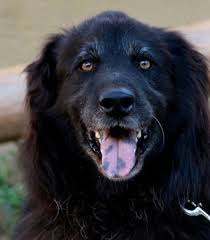 Maybe you would like to learn more about one of these? Why Do Dogs Have Black Coloring On Their Tongues Or Mouths Pethelpful