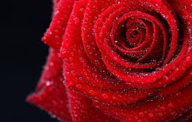 Black baccara is also renowned among the rose lovers for its near black color. Wallpaper Flower Color Drops Photo Gentle Romance Black Rose Beauty Wet Colors Photos Red Rose Beautiful Black Background Images For Desktop Section Cvety Download