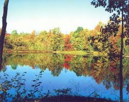 Secluded timeless cabin in the woods with all the comforts of home. Woodland Cabins In Southern Illinois Wine Country This Week S Omega Mvp Peace And Quiet The Shawnee National Forest And The Garden Of The Gods Positive Processing