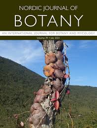 Image result for Tridactyle scottellii