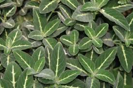 Image result for Ruellia makoyana