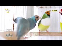 Evinde Yuzlerce Kus Besliyor Birbirine Yakisanlari Evlendiriyorum Youtube