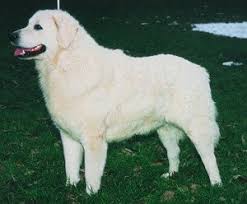 The kuvasz , is an ancient breed of livestock dog of hungarian origin. Kuvasz Kembang Pete
