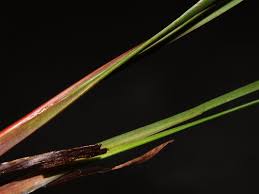 Image result for Xyris capensis