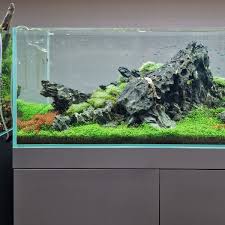 Image result for Rotala mexicana