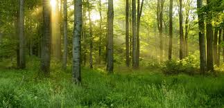 Seul le propriétaire du véhicule peut le vendre (ses nom et prénoms sont indiqués sur la carte grise dans la partie c.1). Grand Gibier Fdc37