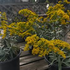 Image result for Pavonia rogersii