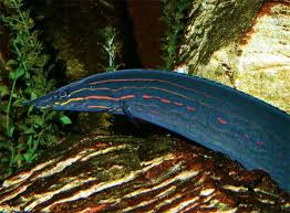 Fire Eel Freshwater Aquarium Fish Freshwater Fish