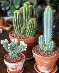 They've learned how to c. How Long Can A Cactus Live Without Water Succulents Network Cactus Plants Cacti And Succulents Cactus