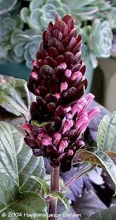 Image result for Justicia anselliana