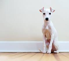 Italian Greyhound Dog Breed Information Pictures