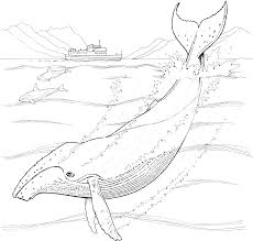 Humpback Whale Coloring Pages Marine Animal Coloring Pages Whale Coloring Pages Animal Coloring Pages Humpback Whale