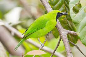 Greater Green Leafbird Male Chloropsis Sonnerati Beautiful Birds Green Bird Animals