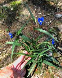 Image result for Commelina subulata