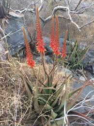 Image result for Aloe bicomitum