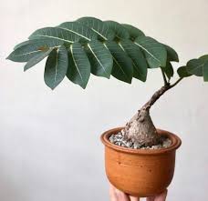 Image result for Phyllanthus paxii